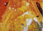 Тъкан килим MAGNOLIA 156 orange